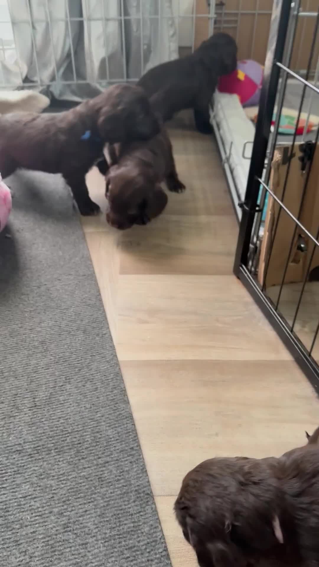 Mixed Breed dogs for sale: Cocker spaniel x sproodle beautiful puppies - Video 1