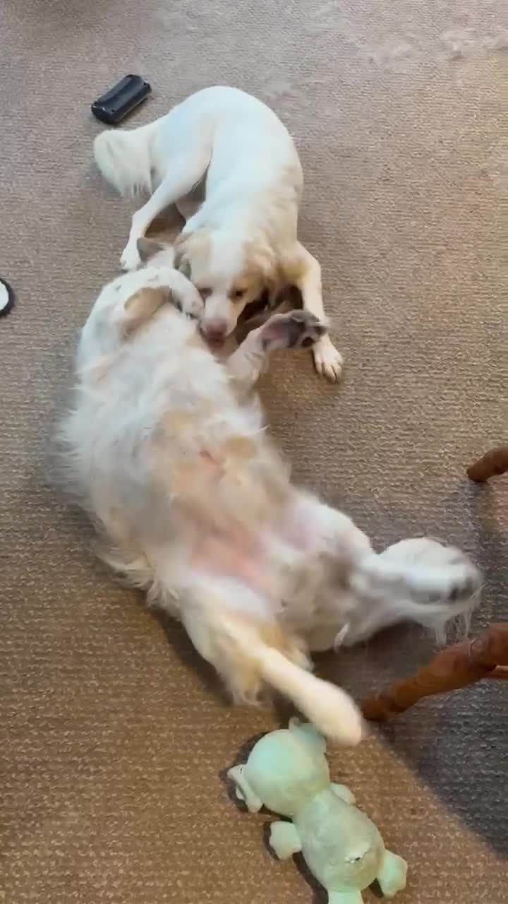 Mixed Breed dogs for adoption: BERTIE - 6 years old, Mixed Breed Boy in Beccles - Video 3