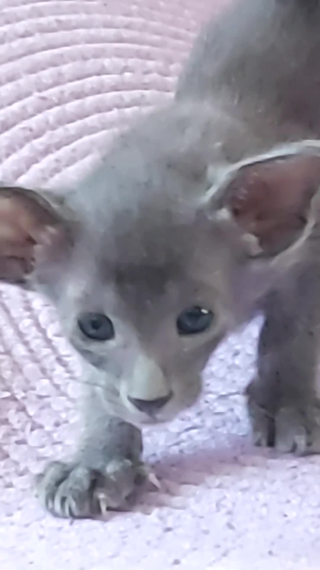 Oriental cats for sale: FULL Pedigree Oriental XL size ears GCCF - Video 5