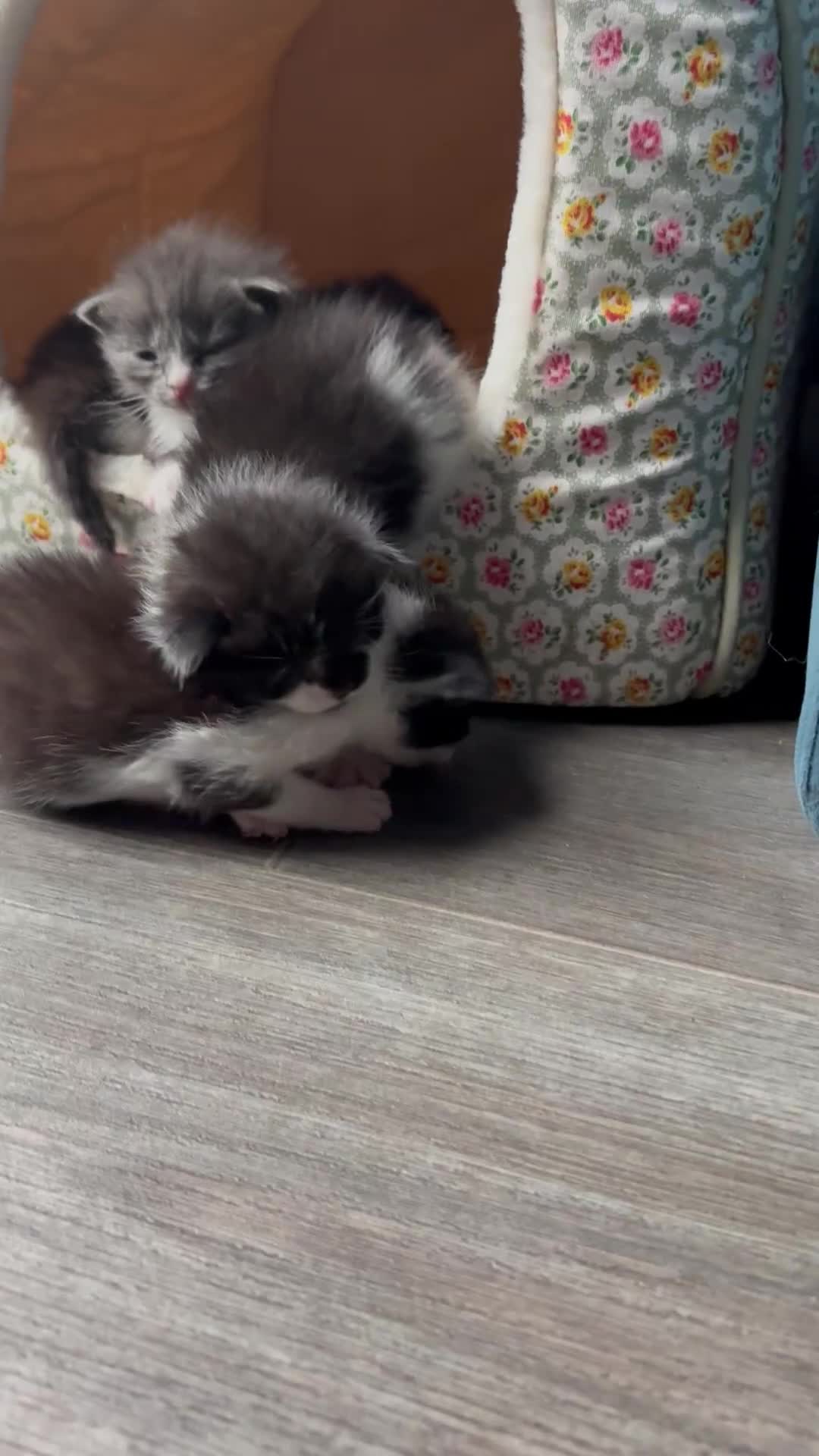 Domestic Shorthair cats for sale: Black and white kittens  - Video 1