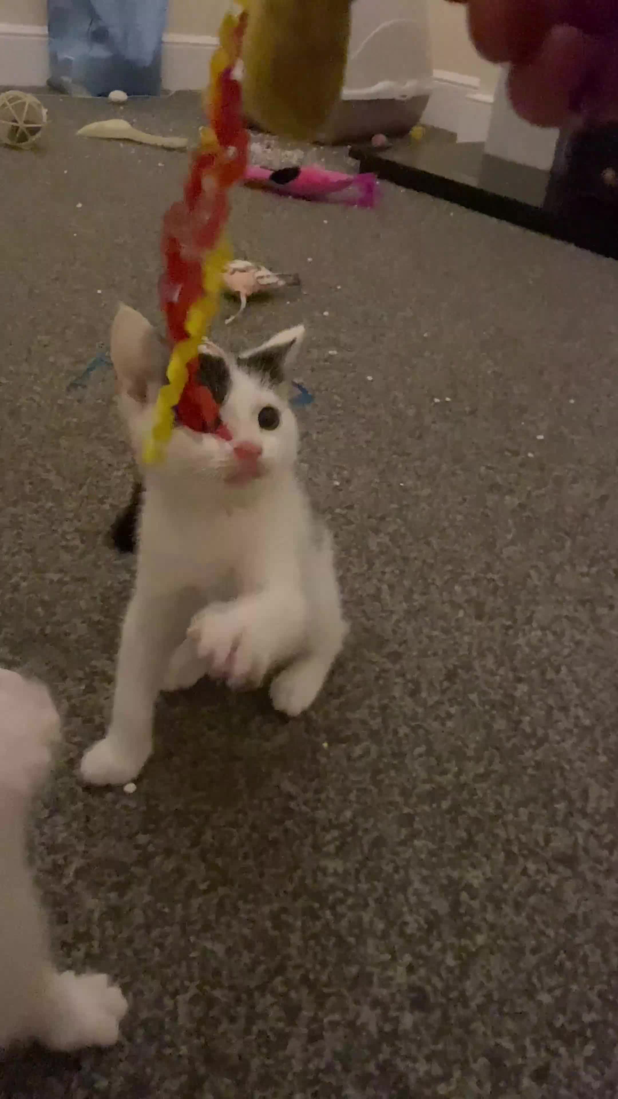 American Shorthair cats for sale: 2 girl kittens  - Video 1