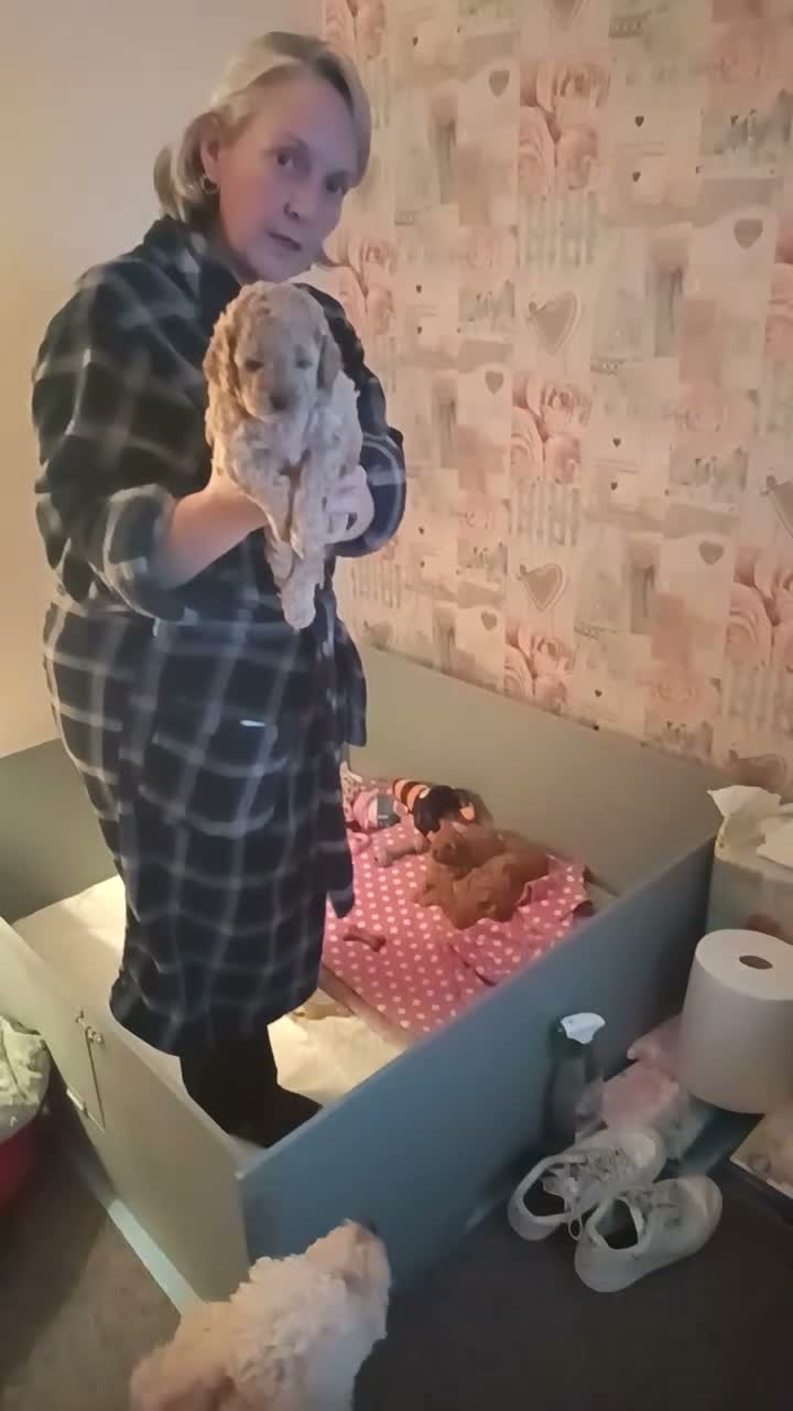 Cockapoo dogs for sale: Cockapoo puppies for sale  in Lincoln - Video 1