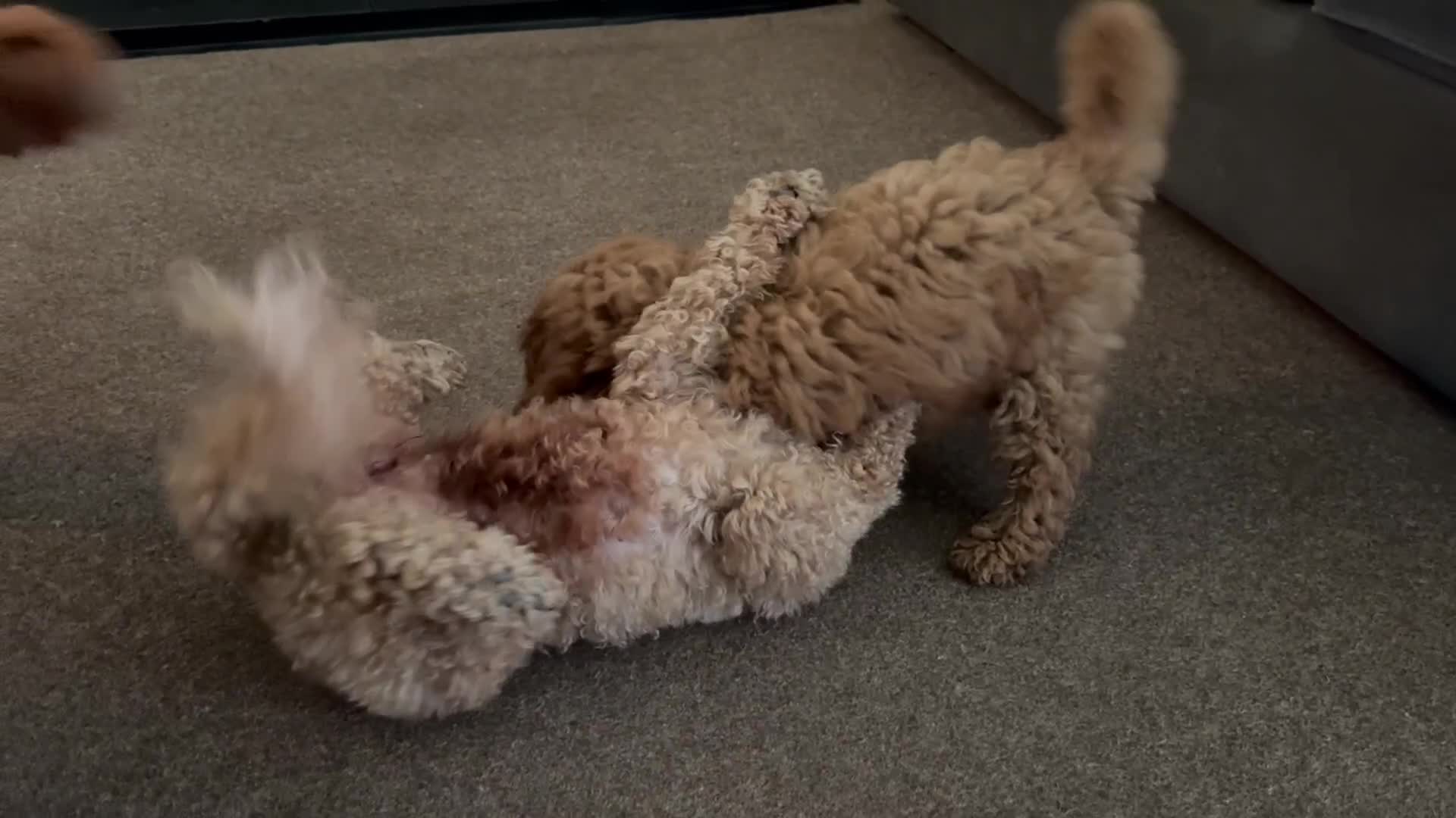 Cavapoochon dogs for sale: Gorgeous F1B Cavapoochon’s Fox Red available now. - Video 5