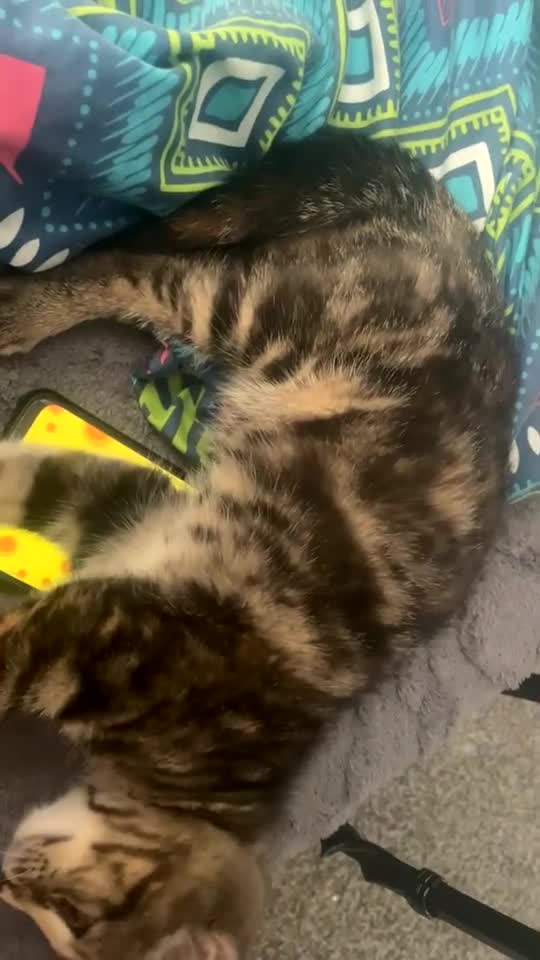 Toyger cats for sale: Playful and loving kitten for sale in Birmingham - Video 1
