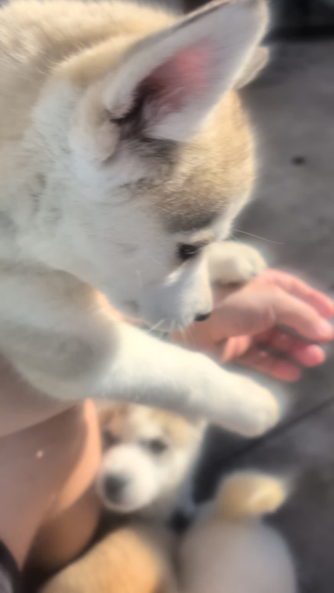 Siberian Husky dogs for sale: Siberian Husky puppies - Video 1