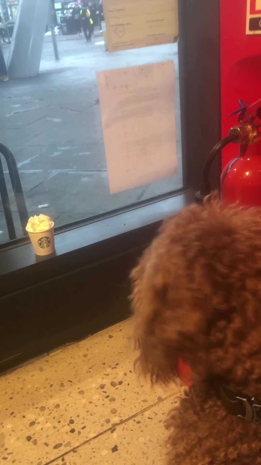 Miniature Poodle dogs for sale: Tan Asian Miniature Poodle - INTACT Male 4yrs old - Video 1