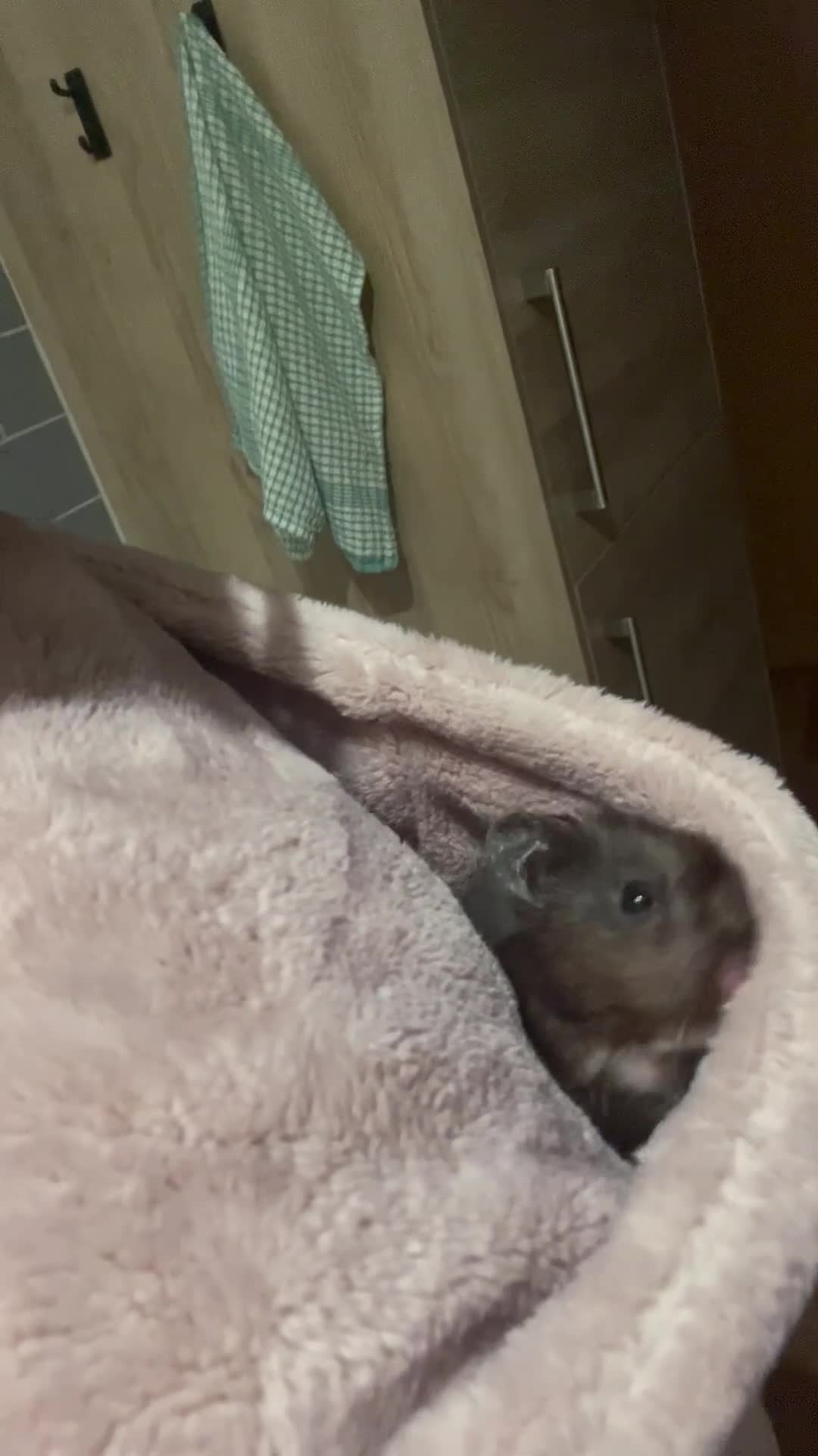 Hamster rodents for sale: Long haired Syrian hamster  - Video 1