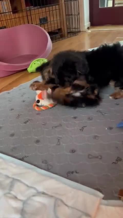 Schnoodle dogs for sale: American Toy Schnoodle Puppies *READY TO GO* - Video 1