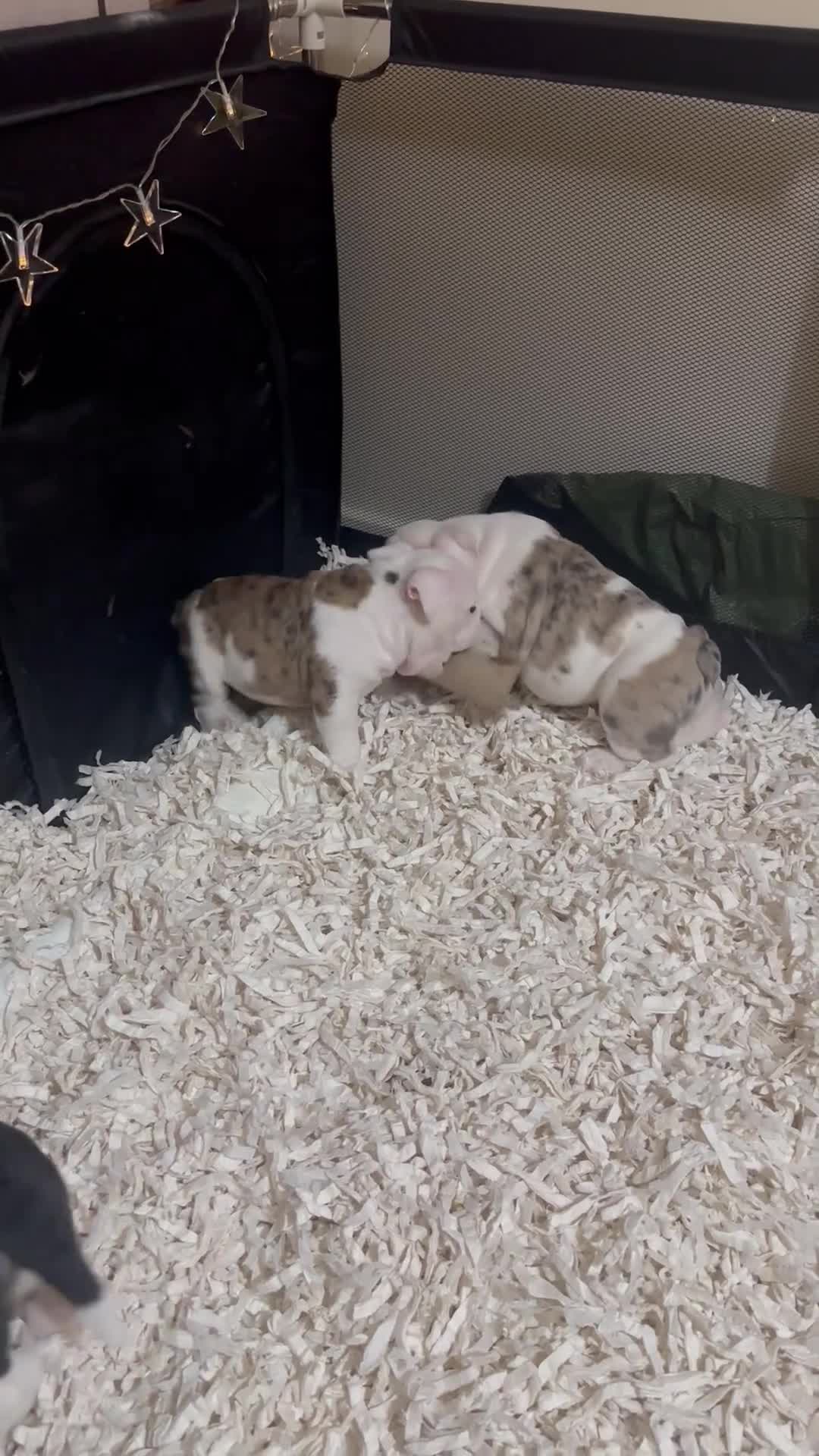 English Bulldog dogs for sale: 🌟Ready Now!🌟 - Video 3