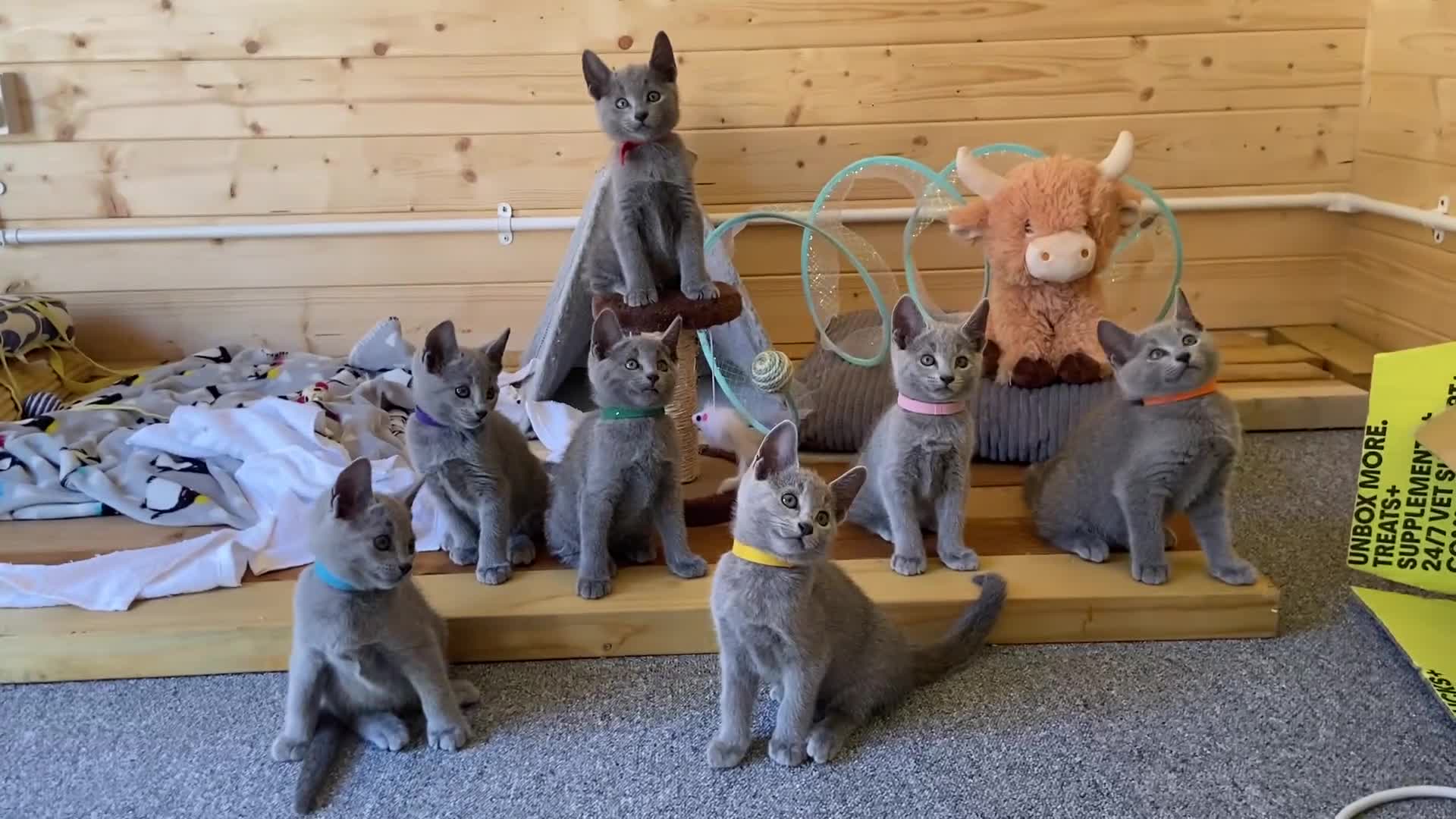 Russian Blue cats for sale: Russian Blue Kittens – Full Pedigree, TICA Parents - Video 1