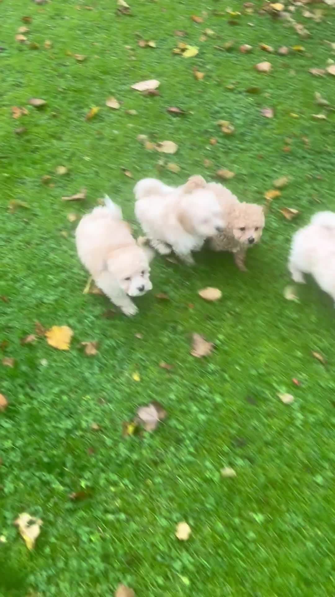 Poochon dogs for sale: Beautiful F1 Poochons - Video 2