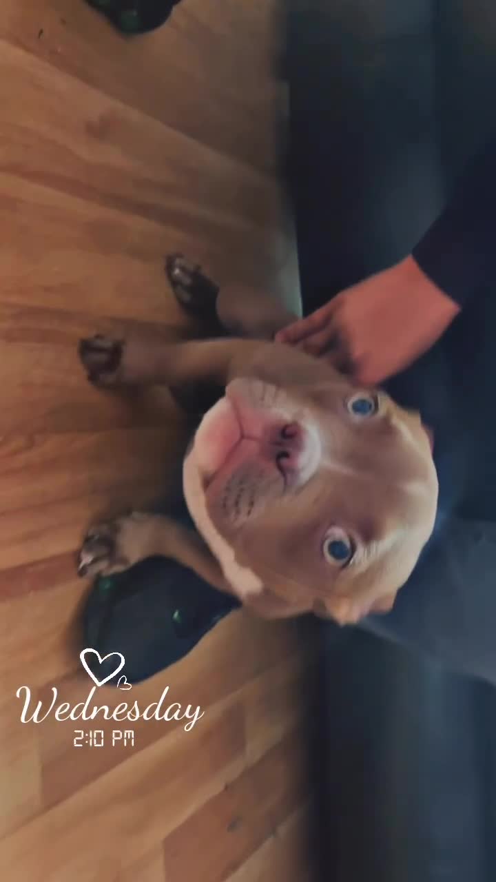 Mixed Breed dogs for sale: Pocket bully in Blackburn - Video 1