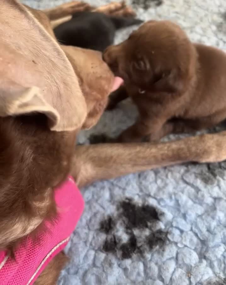 Labrador Retriever dogs for sale: Beautiful Pedigree Lab Puppies For Sale! - Video 4