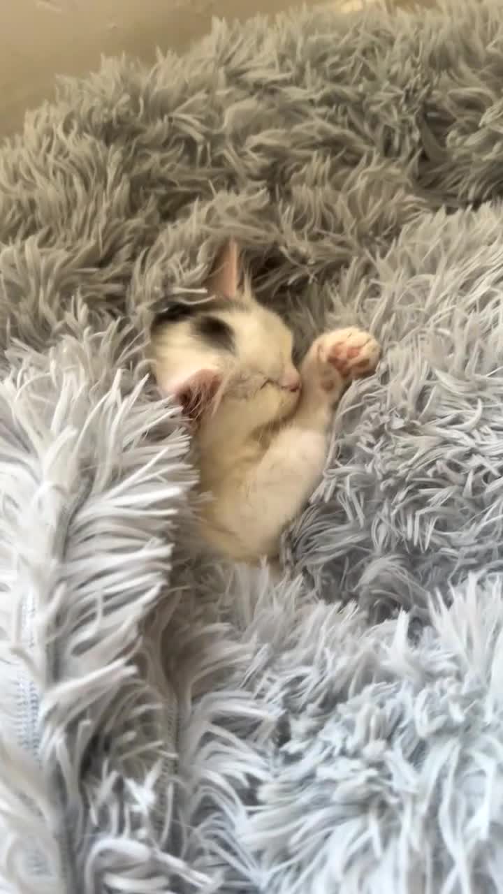 British Longhair cats for sale: Last Female Kitten available  - Video 1