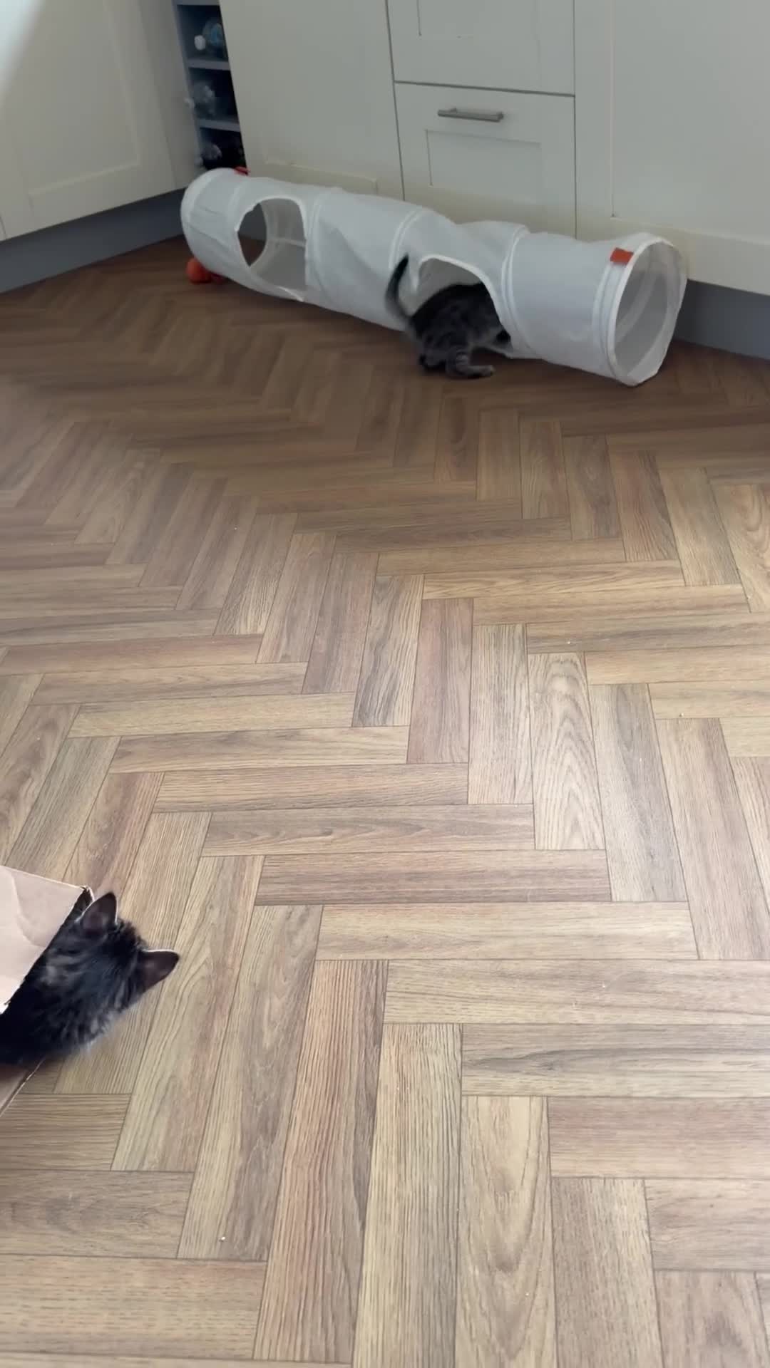 Maine Coon cats for sale: Maine Coon x Silver Tabby British Short hair - Video 1