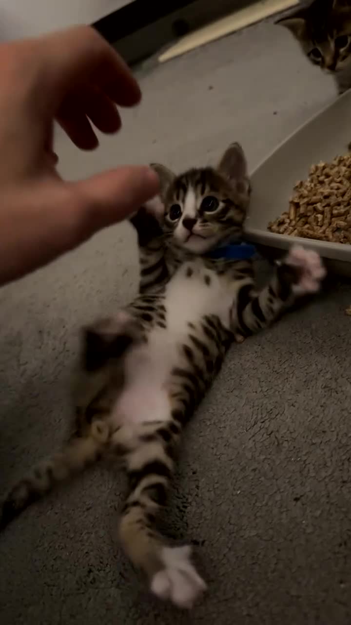 Bengal cats for sale: 4 x Beautiful Male Bengal Cross - Video 3