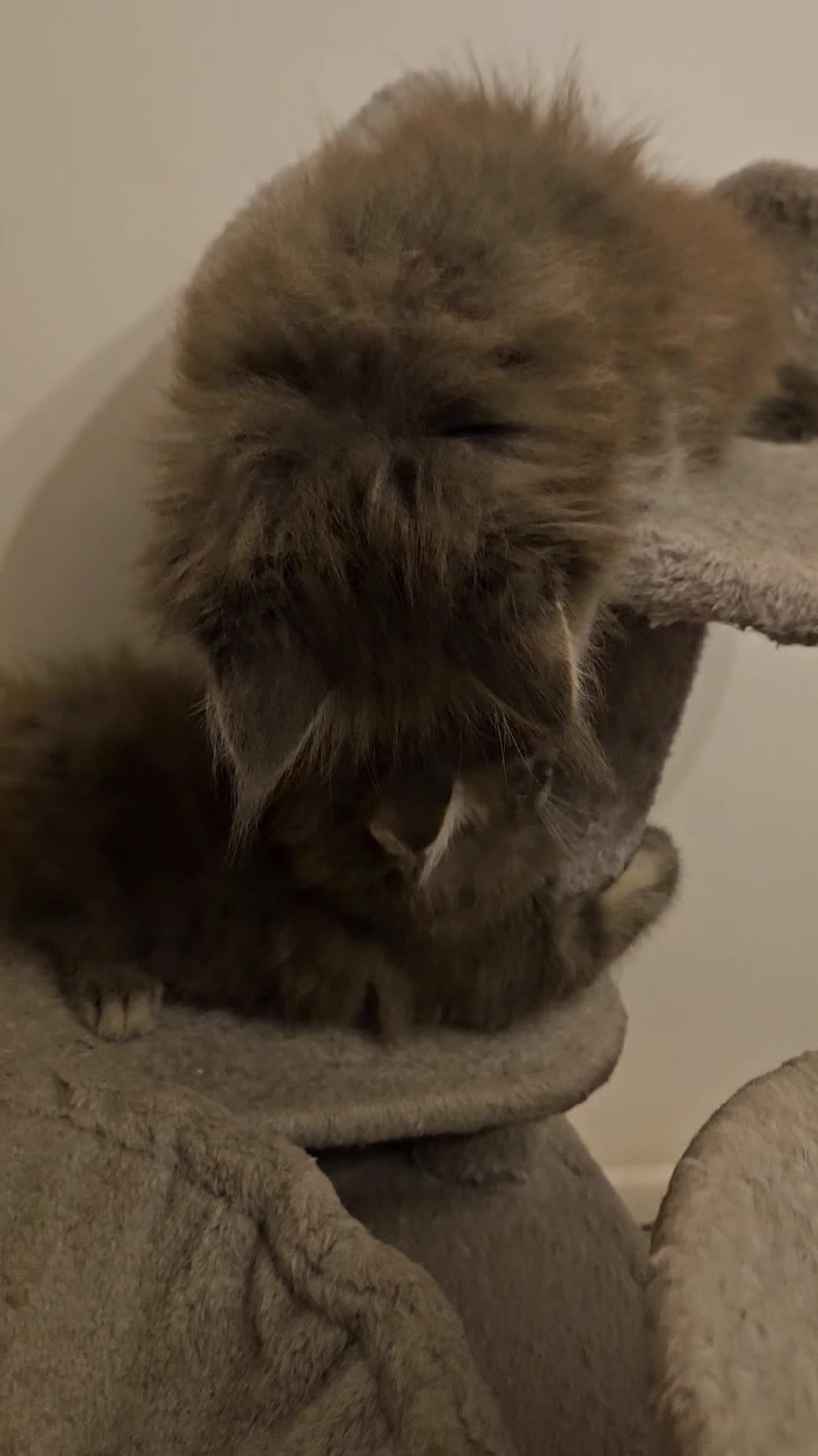 Maine Coon cats for sale: XL Russian main coons in Manchester - Video 1