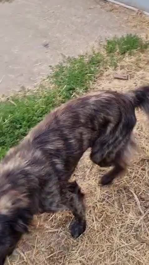 Mixed Breed dogs for adoption: Home Need Urgently  - Video 3