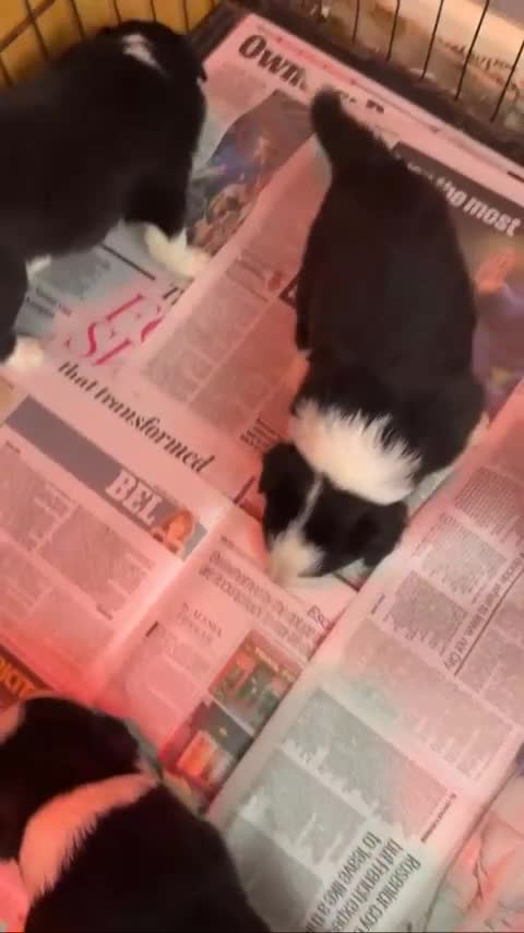 Border Collie dogs for sale: Gorgeous Border Collie Puppies  - Video 1