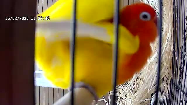 Lovebirds birds for sale: Lutino for sale - Video 2