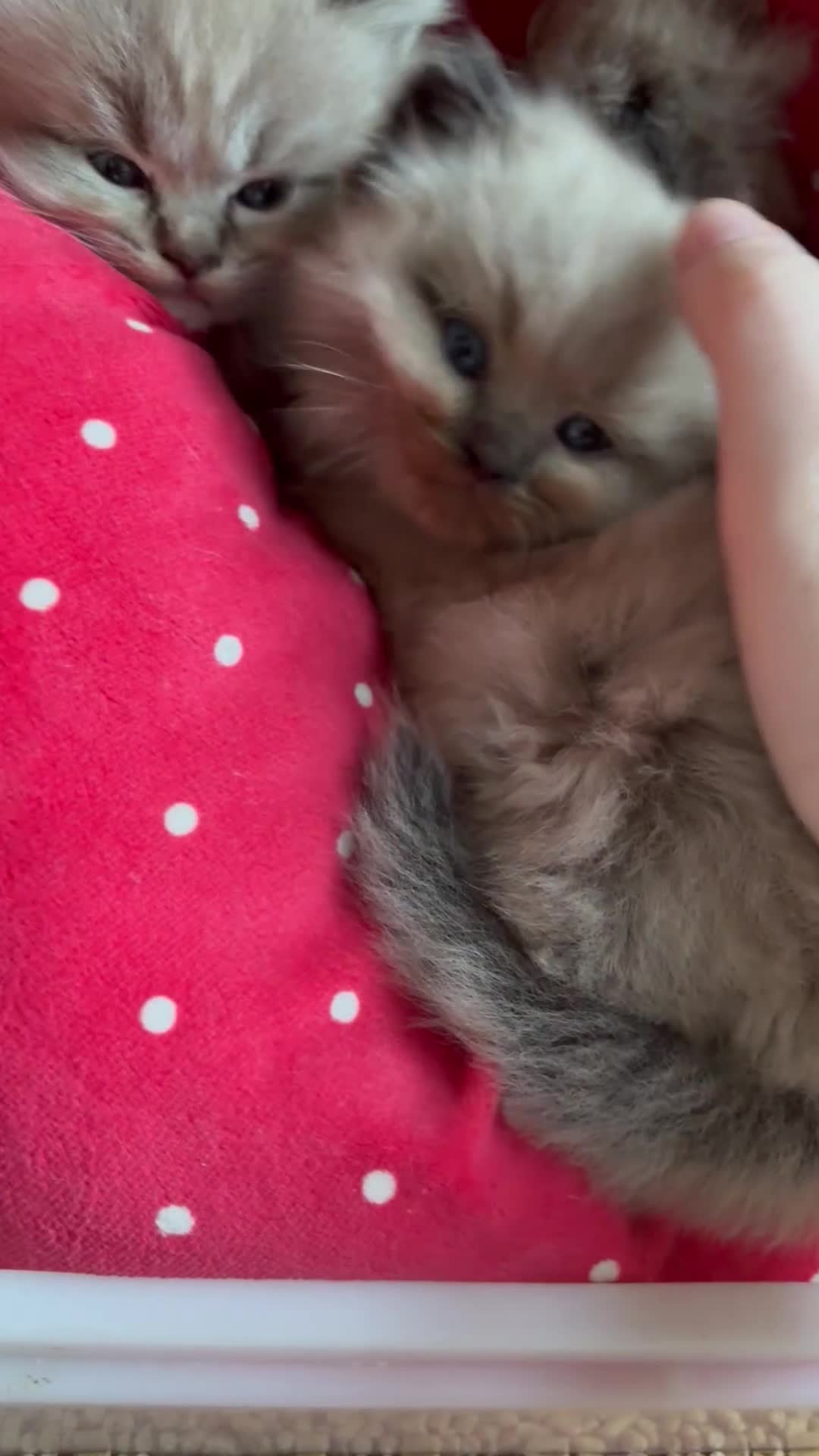 Perdoll cats for sale: Luxury Perdoll Kittens Available To Reserve  - Video 1
