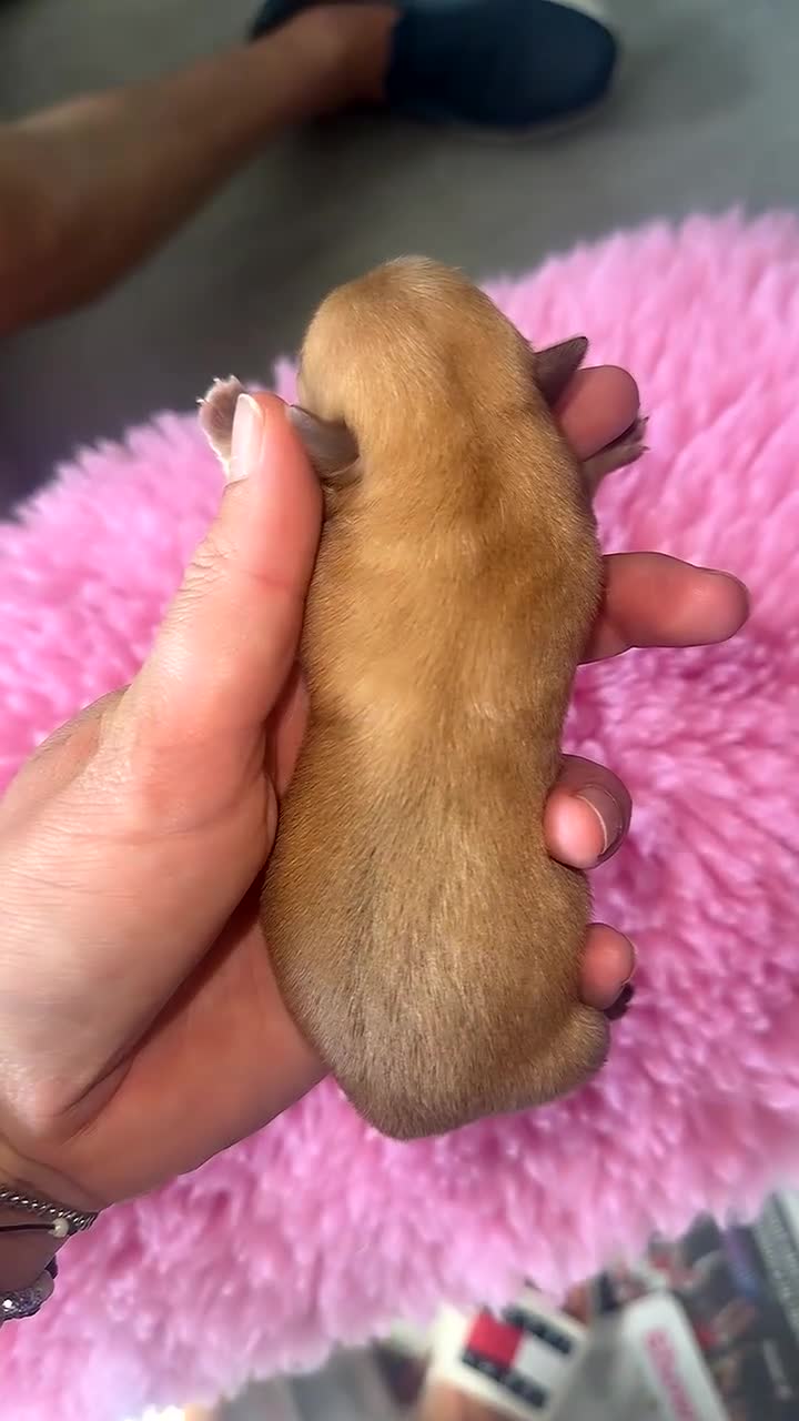 Chihuahua dogs for sale: 💖 Stunning chihuahua puppies 💖 - Video 2