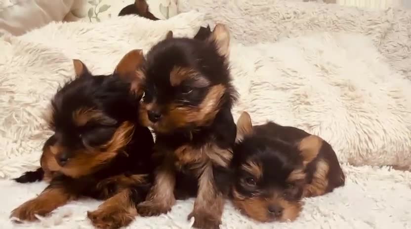 Yorkshire Terrier dogs for sale: Mini Yorkshire Terrier Puppies  - Video 3