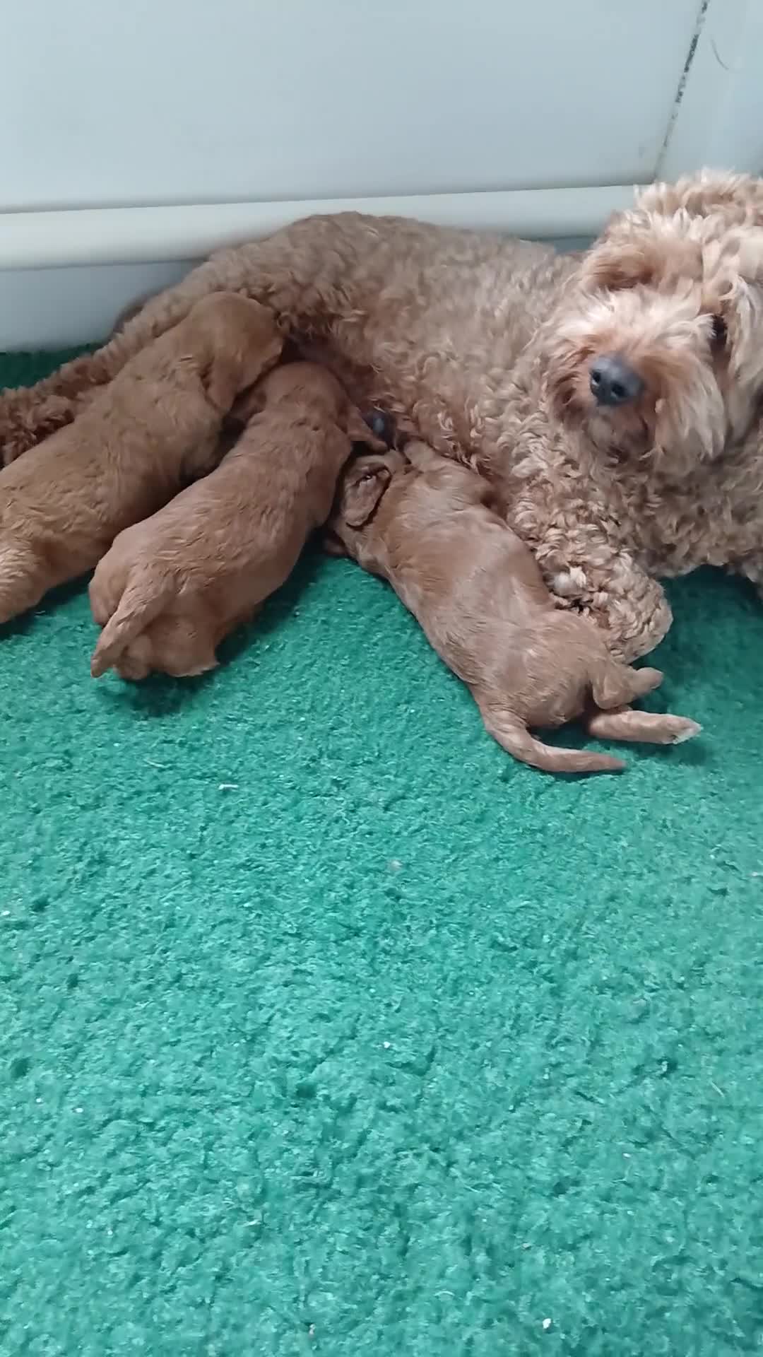 Cockapoo dogs for sale: F2 Cockapoos  - Video 1