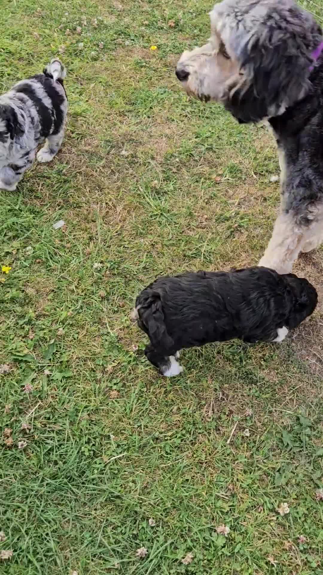 Cockapoo dogs for sale: Cockapoo  LAST GIRL AVAILABLE NOW - Video 1