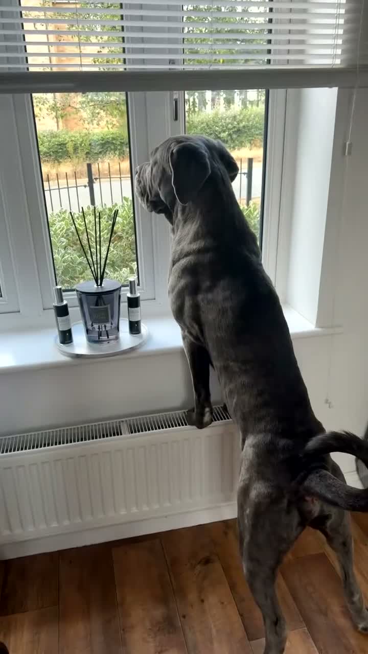 Neapolitan Mastiff dogs for stud: 🐾 STUD AVAILABLE 🐾 - Video 2