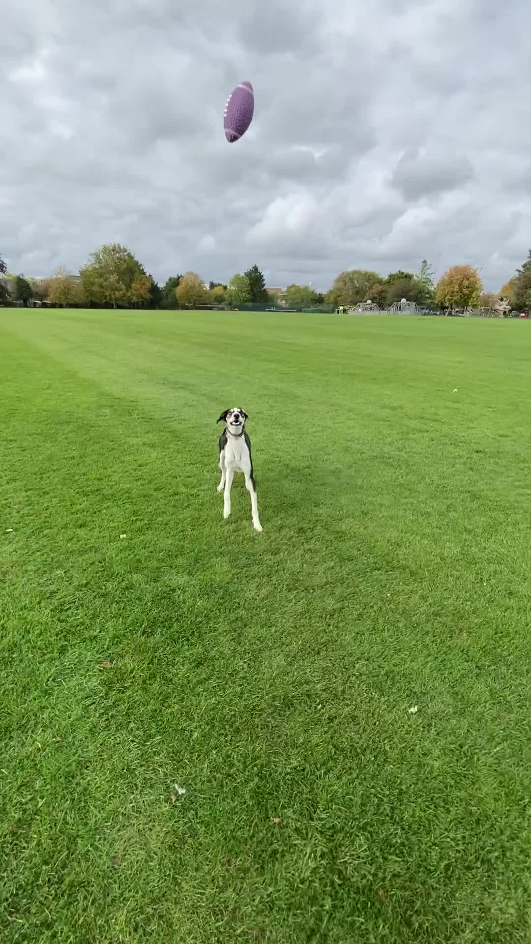 Mixed Breed dogs for sale: Gentle Saluki Cross Seeking Loving Home - Video 1