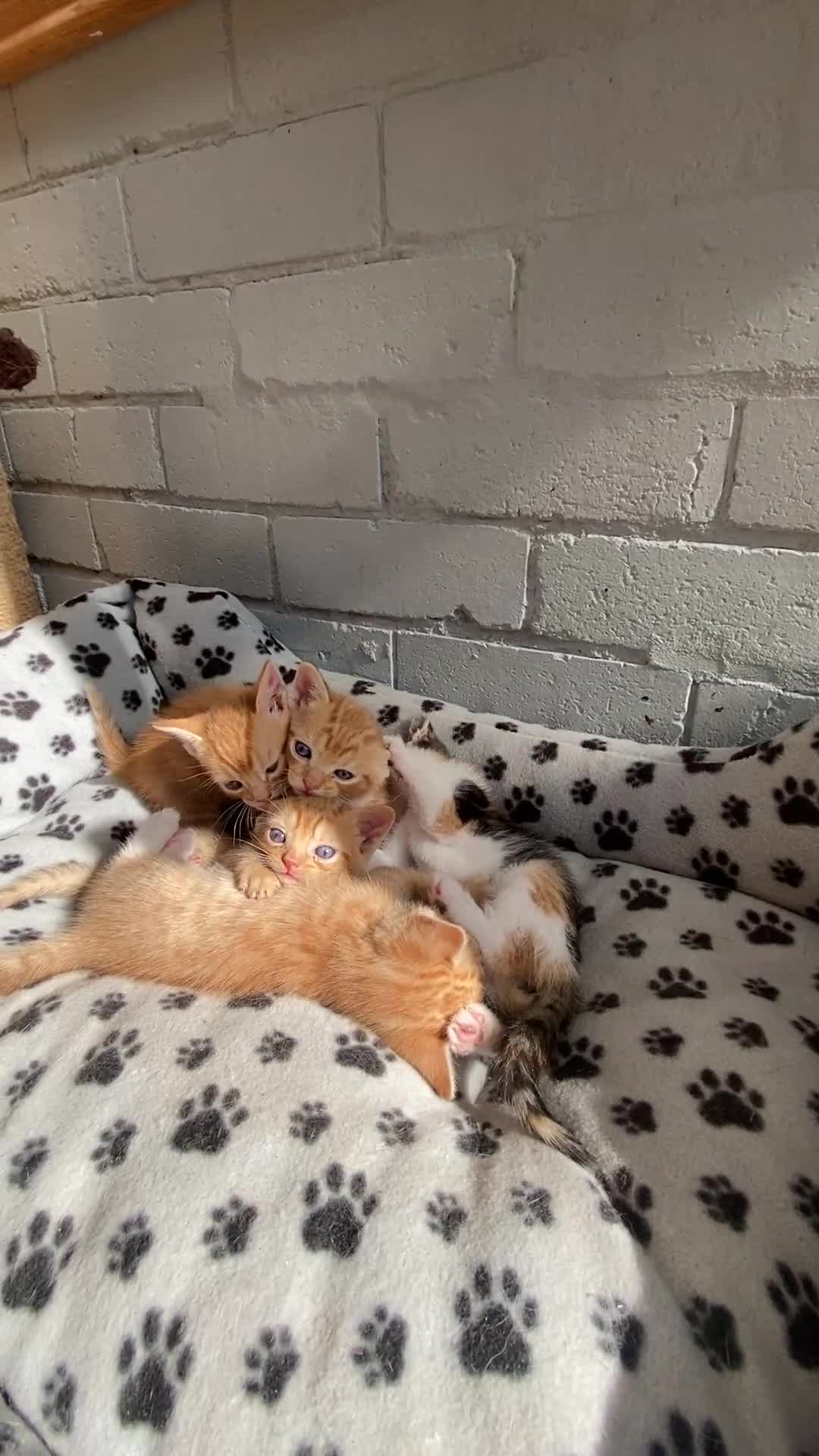 Mixed Breed cats for sale: Kittens from sale  - Video 1