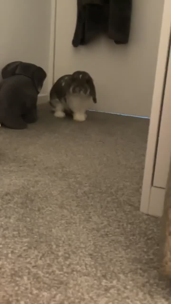 Mini Lop rabbits for sale: Male Mini Lop Rabbit - Video 2