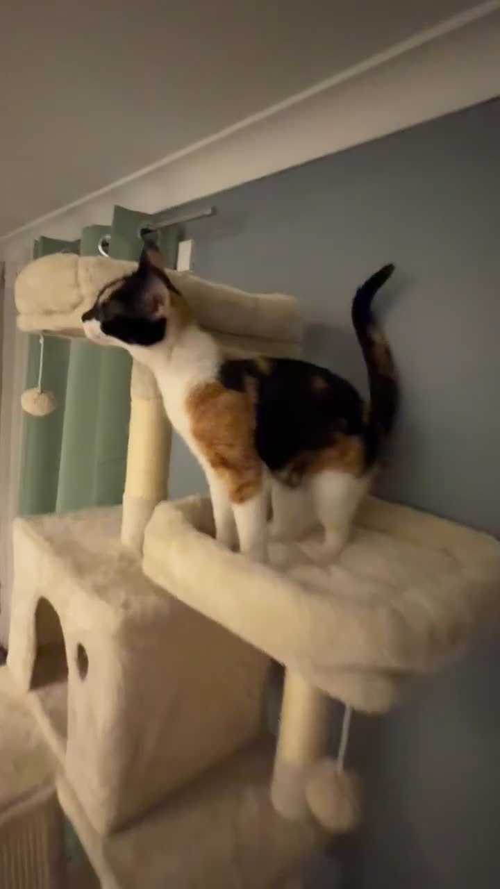 Domestic Shorthair cats for sale: REHOMING MY GIRL  in Forres - Video 1