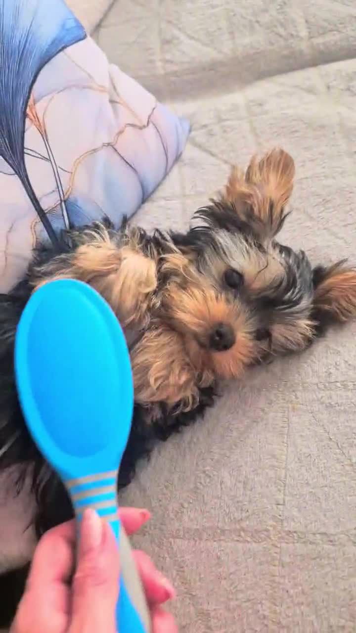 Yorkshire Terrier dogs for sale: Silver blue tan little girl left! - Video 1