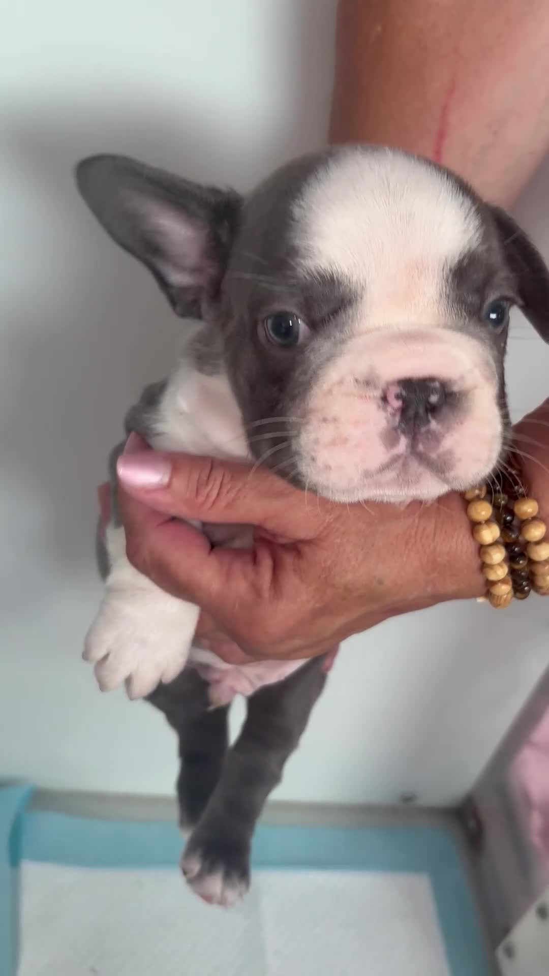 French Bulldog dogs for sale: 2 frenchie puppies for sale  in Dartford - Video 2