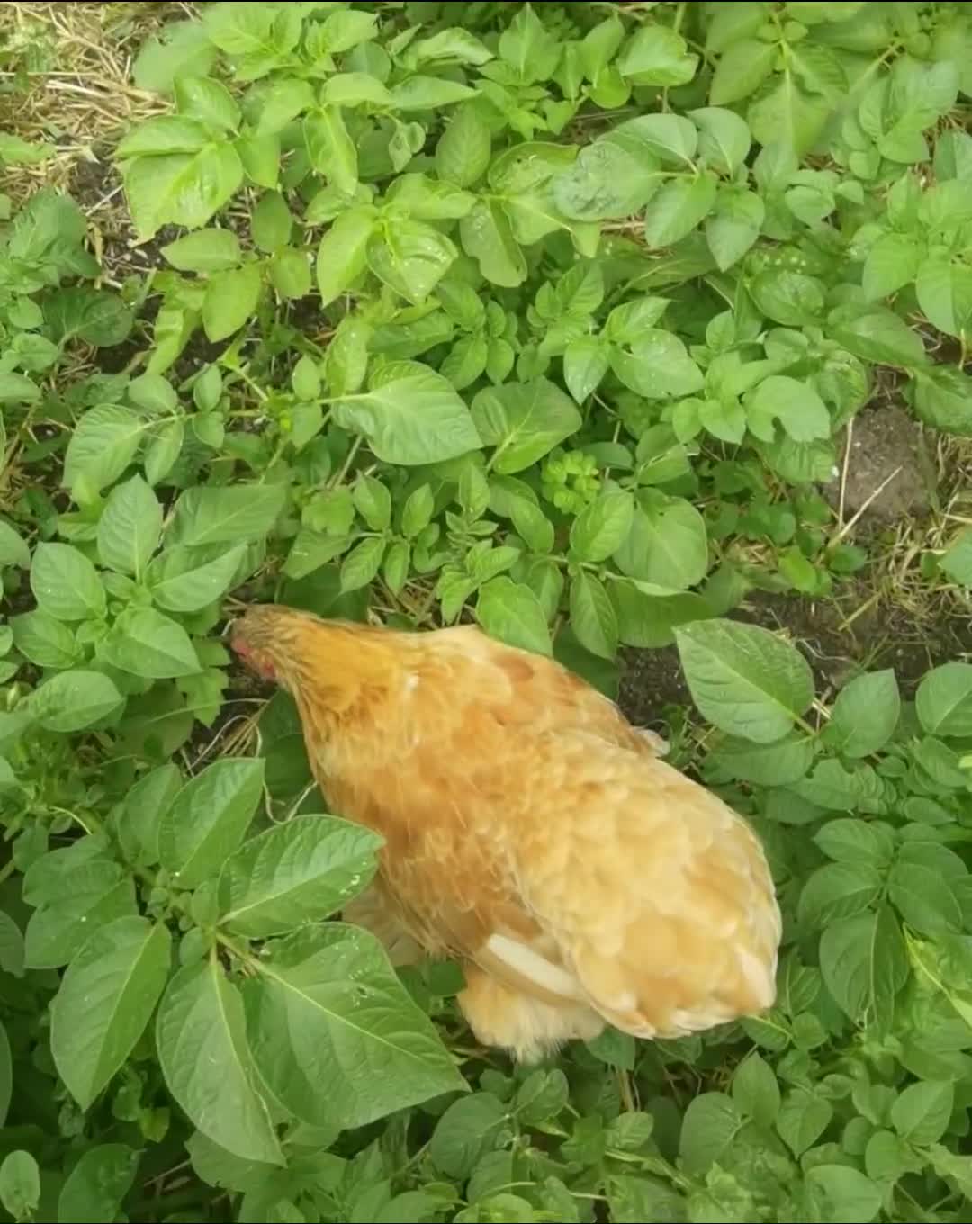 Chickens poultry for sale: Perkin Bantum  - Video 2