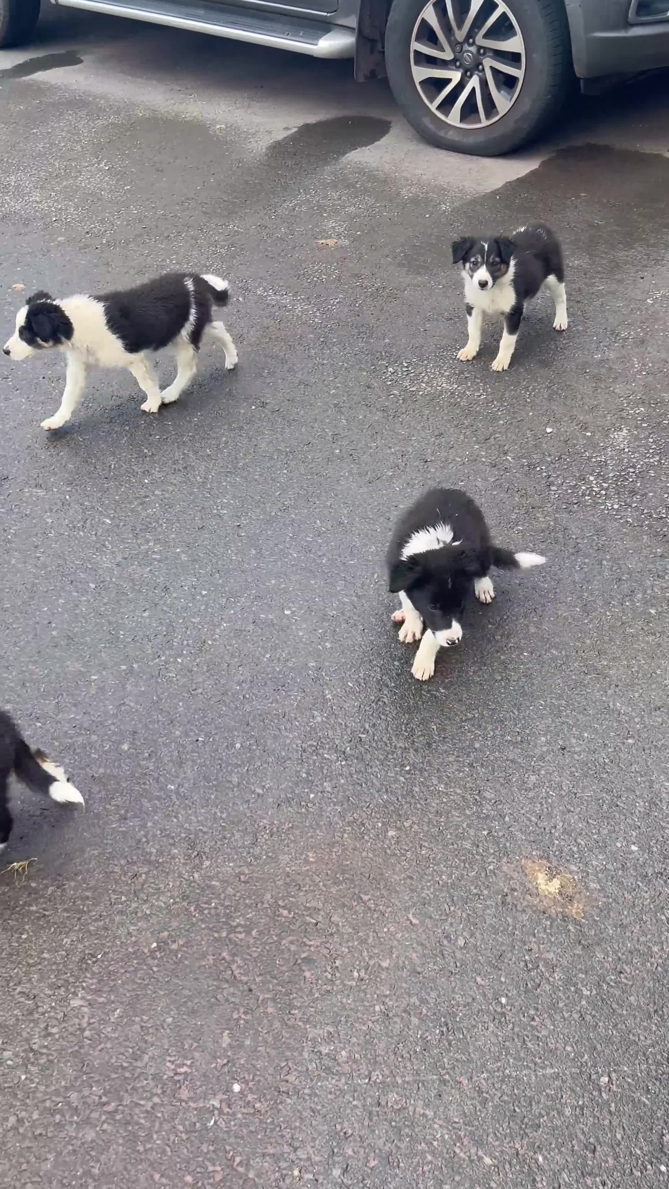 Mixed Breed dogs for sale: 🐾 Six Beautiful Welsh Border Collies 🐾 - Video 2