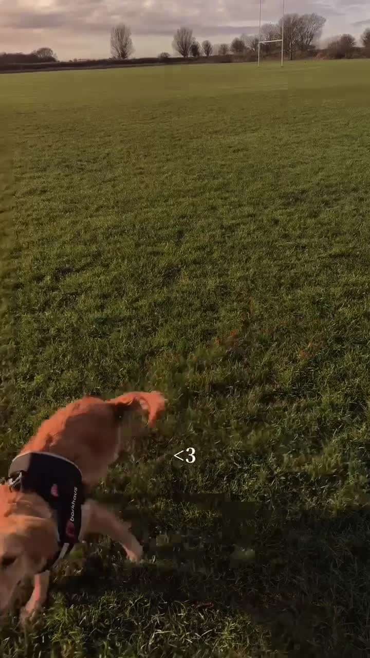 Golden Retriever dogs for sale: Golden retriever pup  - Video 1