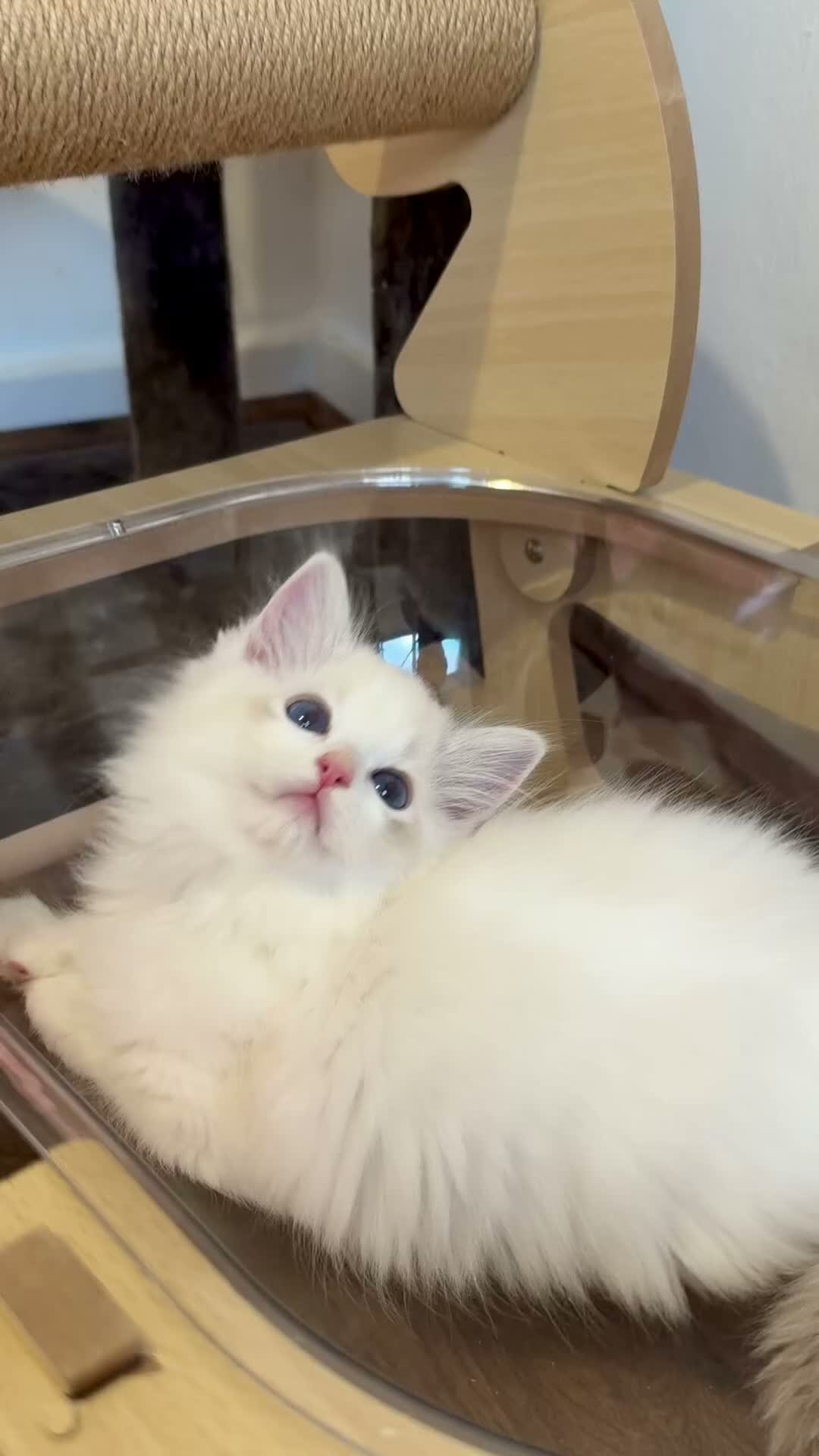 Ragdoll cats for sale: Ready To Leave Blue Lynx Ragdoll 💙Deep Blue Eyes - Video 2