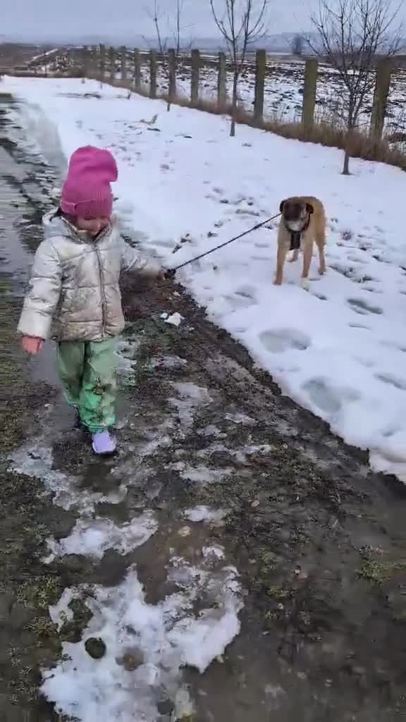 Mixed Breed dogs for adoption: Norman for adoption - Video 1