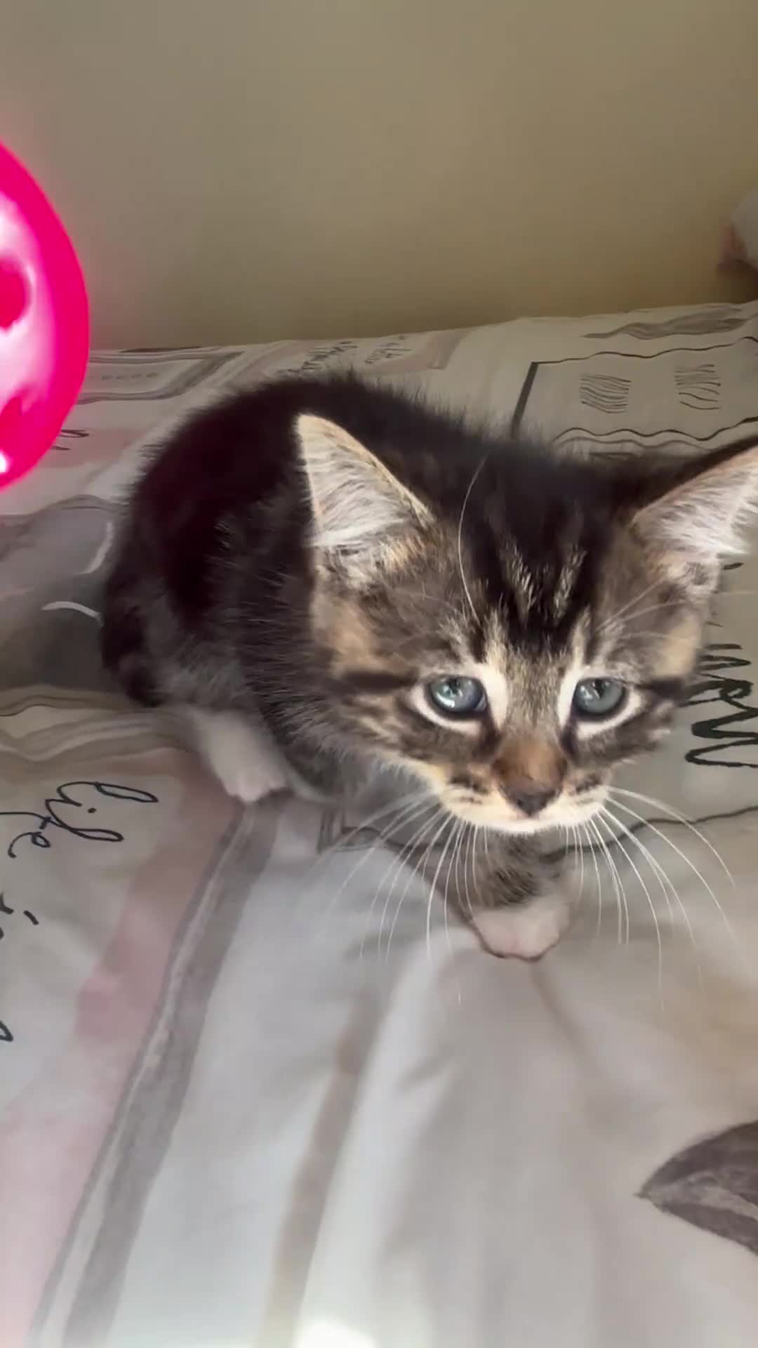 Ragdoll cats for sale: Ragdoll Cross Maine Coon Kitten - Video 2