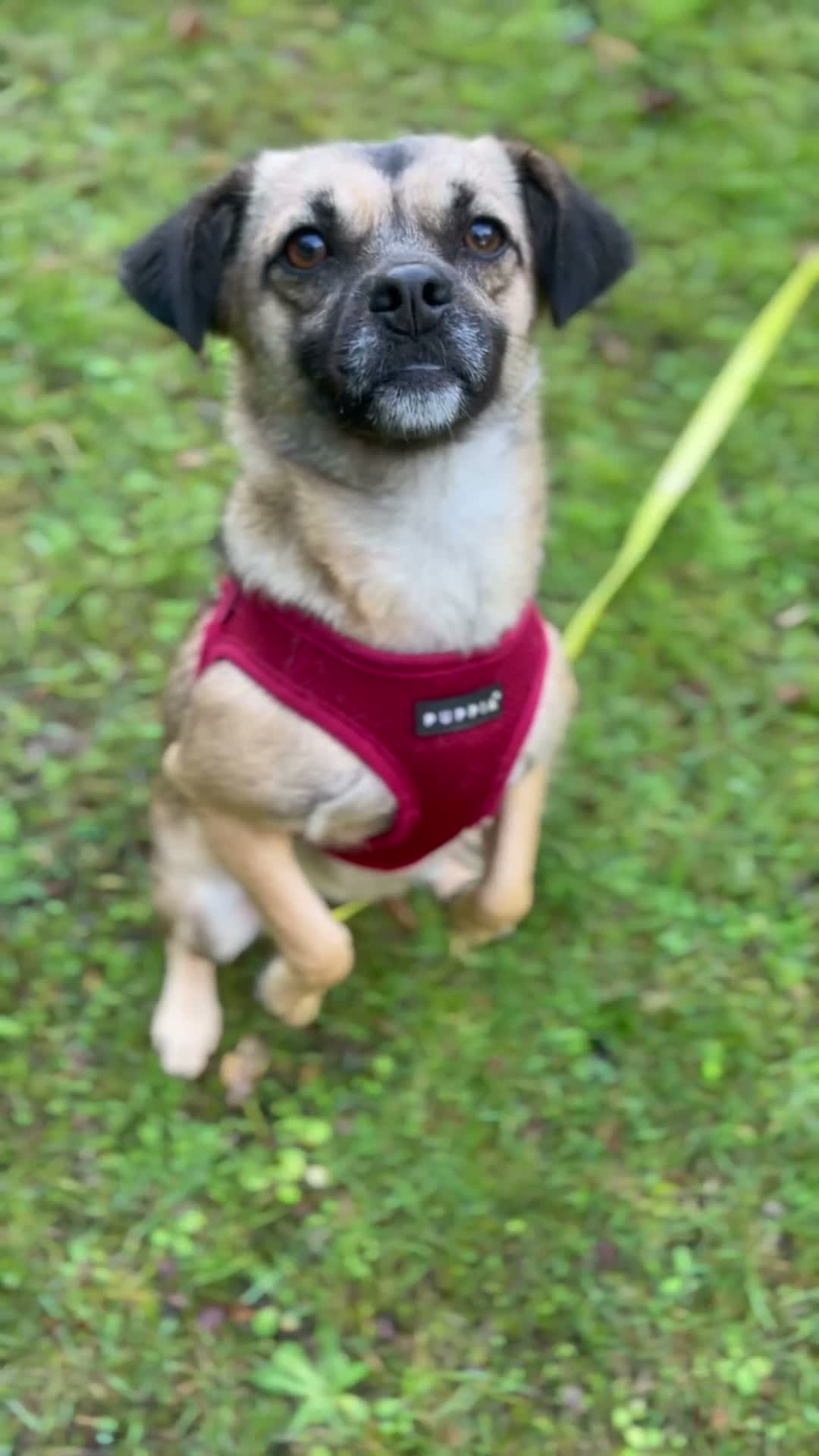 Mixed Breed dogs for adoption: Meet Marlene  12 months old  7kg Romanian mix  - Video 1