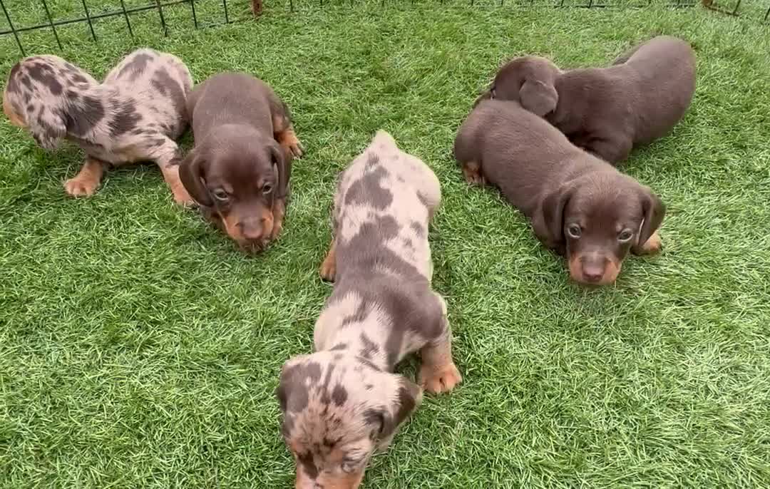 Miniature Dachshund dogs for sale: Ready now Kc-registered PRA-clear mini dachshund  - Video 3