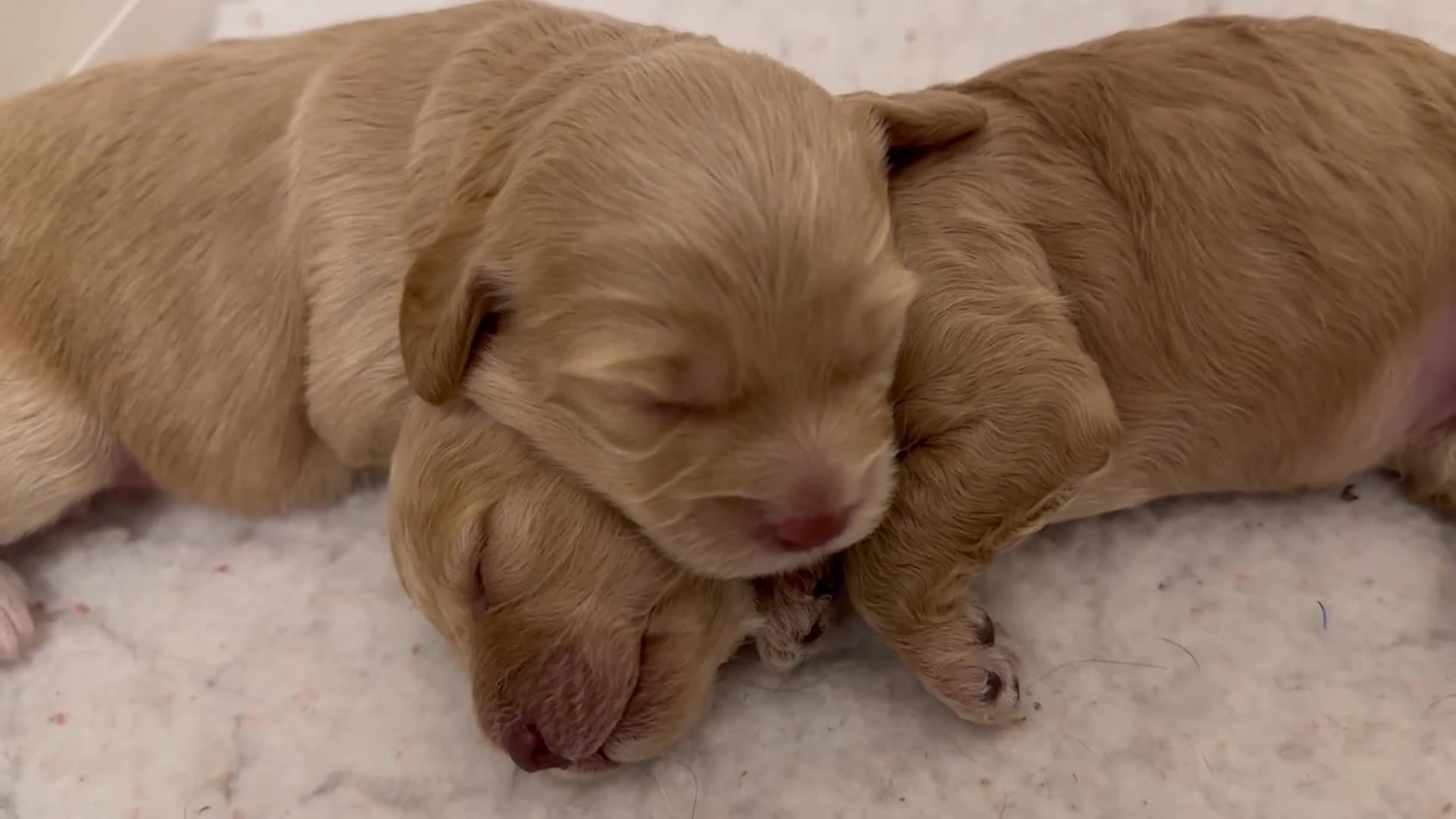 Cavapoo dogs for sale: Beautiful Cavapoo puppies from DNA tested lines  - Video 1