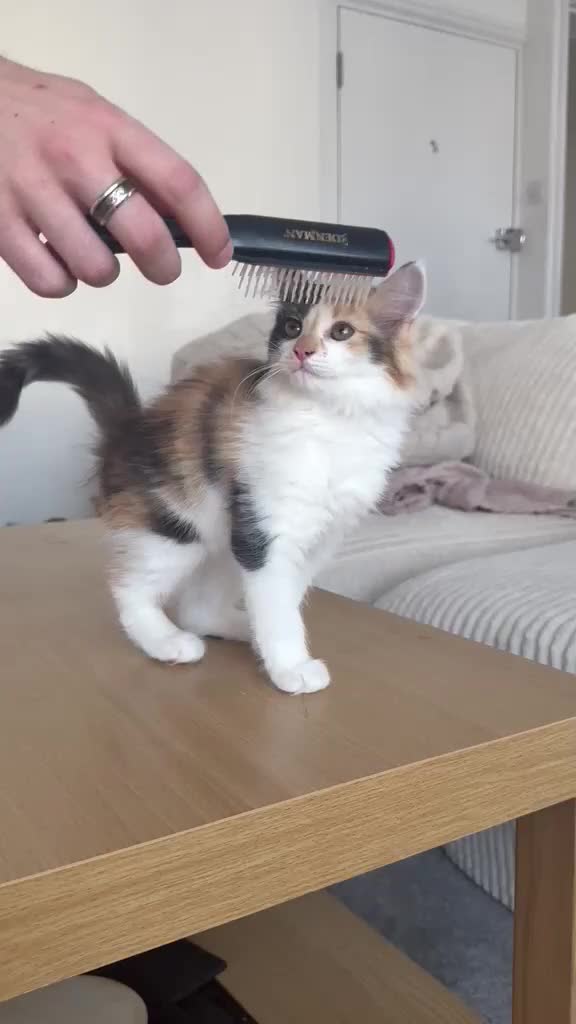 Mixed Breed cats for sale: *ONLY ONE LEFT* Happy, friendly litter of Kittens - Video 2
