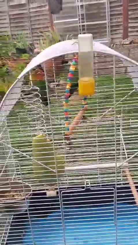 Lovebirds birds for sale: Pair of lovebirds(+ cage) - Video 2