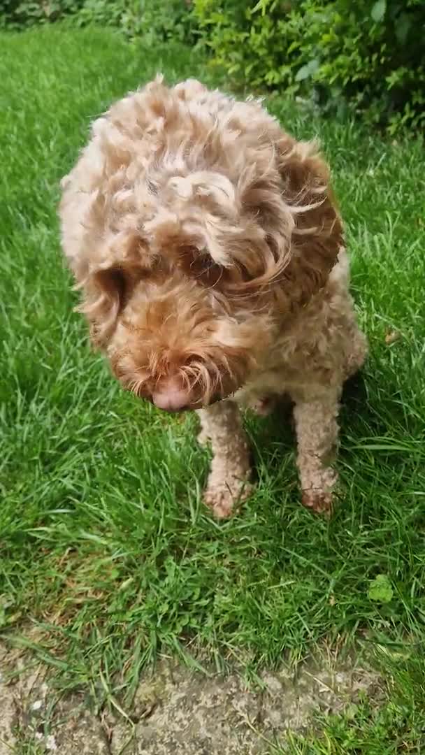 Cockapoo dogs for stud: F1b Red Proven Cockapoo DNA Tested F/F for Stud  in Coventry - Video 5