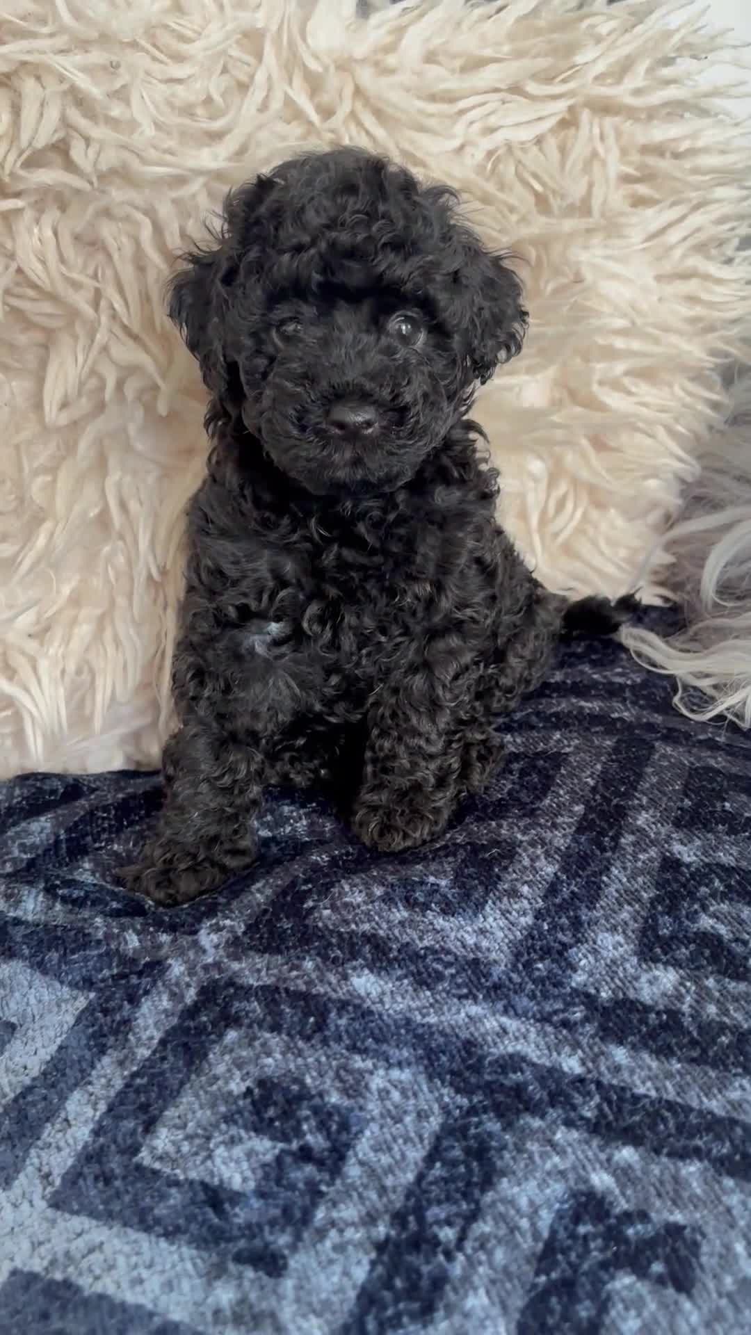 Mixed Breed dogs for sale: Toy / Mini  tiny puppies absolutely stunning!  - Video 2