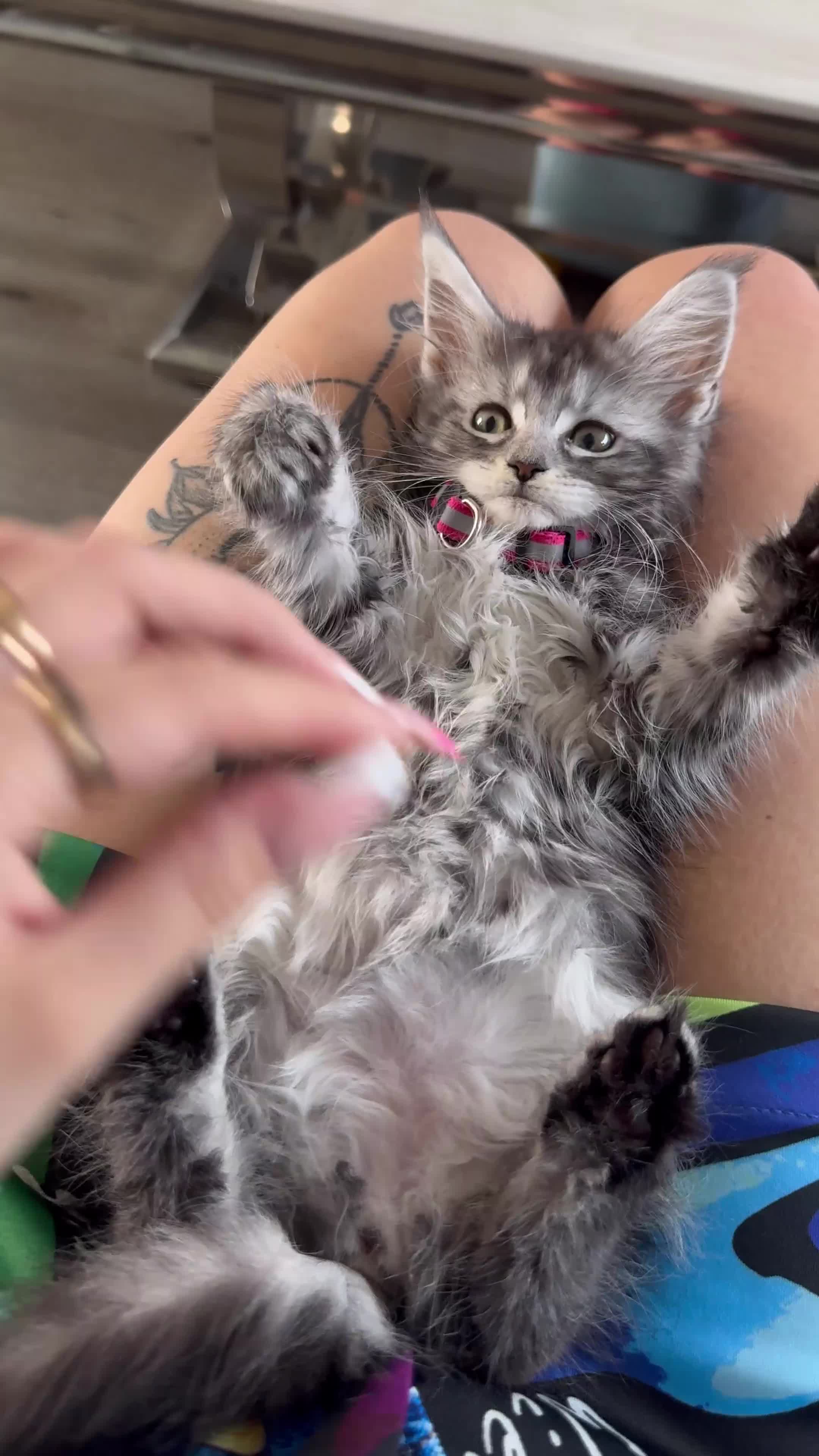 Maine Coon cats for sale: Russian XL Maine coon GIRL still looking HOME! ❤️ in Preston - Video 1